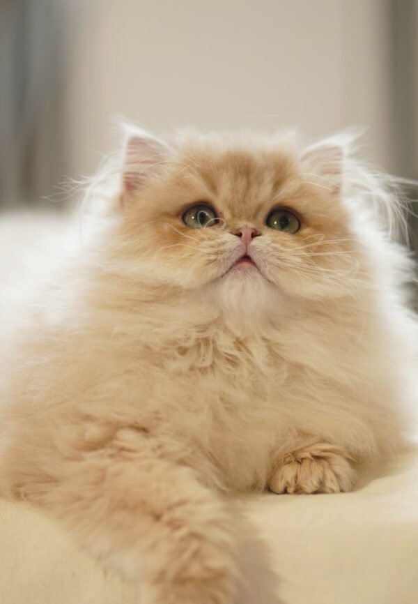 British Longhair Purple Golden Shaded
