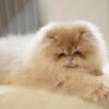 British Longhair Purple Golden Shaded