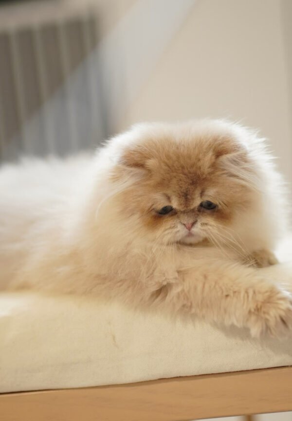 British Longhair Purple Golden Shaded