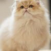British Longhair Purple Golden Shaded
