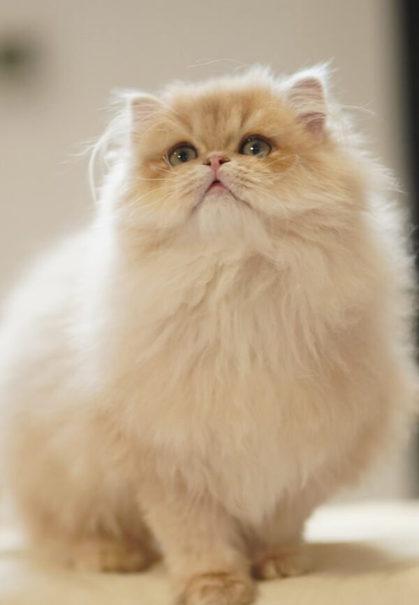 British Longhair Purple Golden Shaded