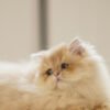 British Longhair Purple Golden Shaded