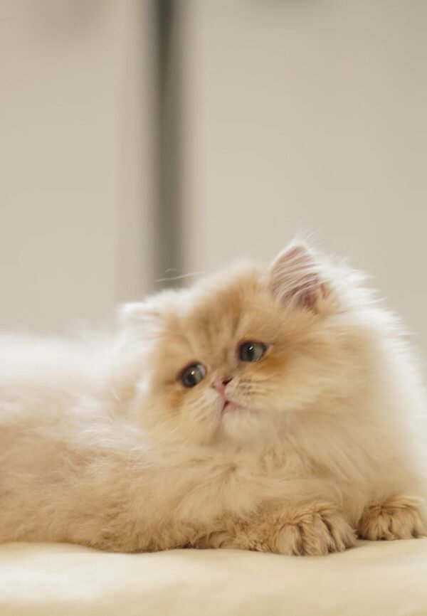 British Longhair Purple Golden Shaded