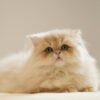British Longhair Purple Golden Shaded