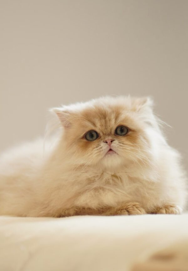 British Longhair Purple Golden Shaded