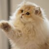 British Longhair Purple Golden Shaded