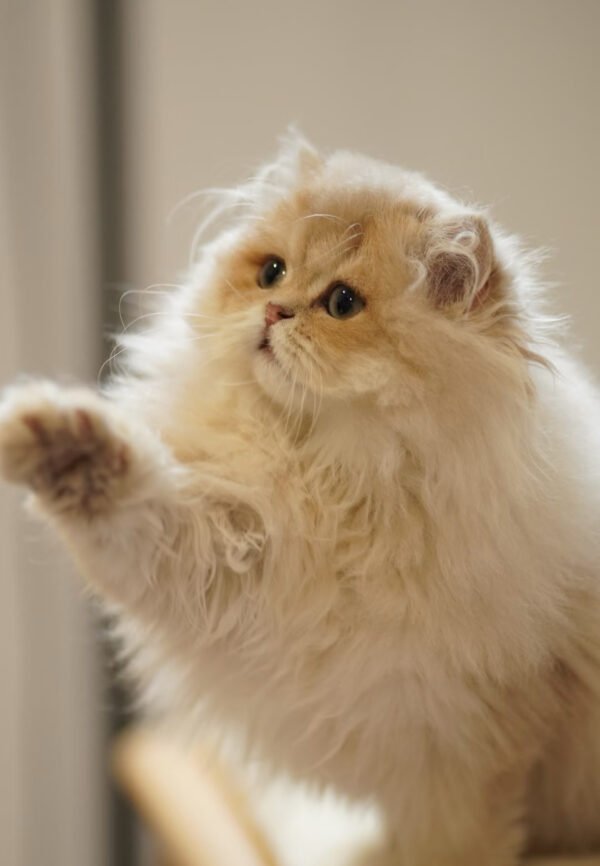 British Longhair Purple Golden Shaded