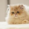 British Longhair Purple Golden Shaded