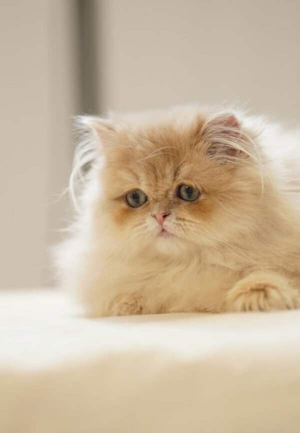 British Longhair Purple Golden Shaded