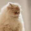 British Longhair Purple Golden Shaded