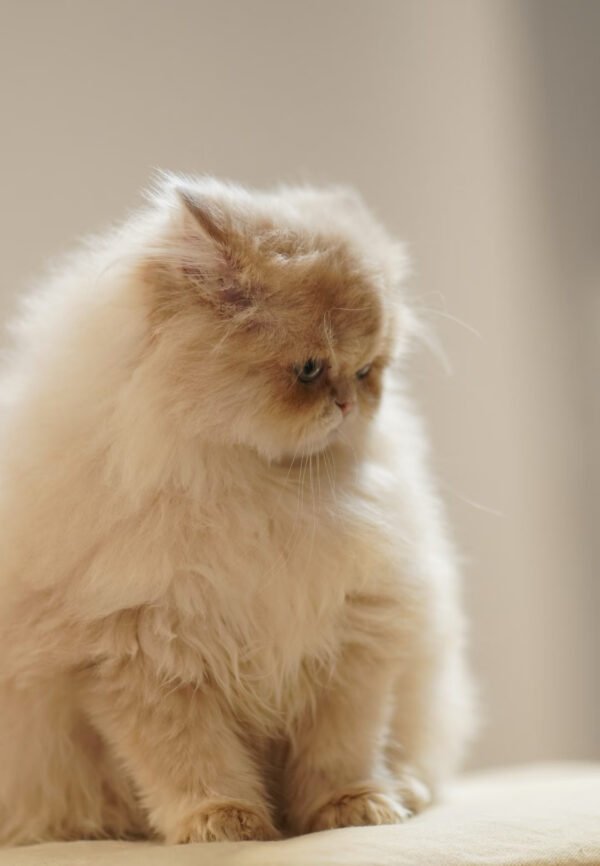 British Longhair Purple Golden Shaded