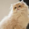 British Longhair Purple Golden Shaded