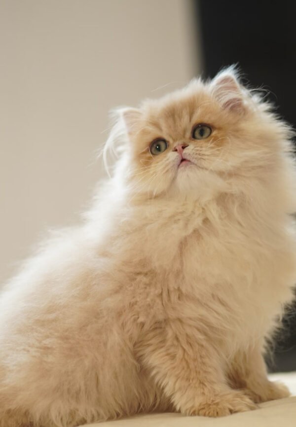 British Longhair Purple Golden Shaded
