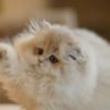 British Longhair Caramel Blue Golden Photo 1 British Longhair Caramel Blue Golden
