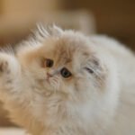 British Longhair Caramel Blue Golden Photo 1 British Longhair Caramel Blue Golden