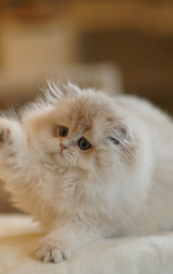 British Longhair Caramel Blue Golden Photo 1 British Longhair Caramel Blue Golden