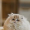British Longhair Caramel Blue Golden Photo 2 British Longhair Caramel Blue Golden