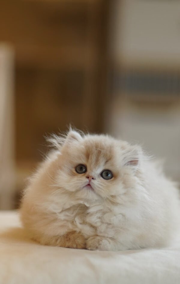 British Longhair Caramel Blue Golden Photo 2 British Longhair Caramel Blue Golden