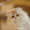 British Longhair Caramel Blue Golden Photo 3 British Longhair Caramel Blue Golden