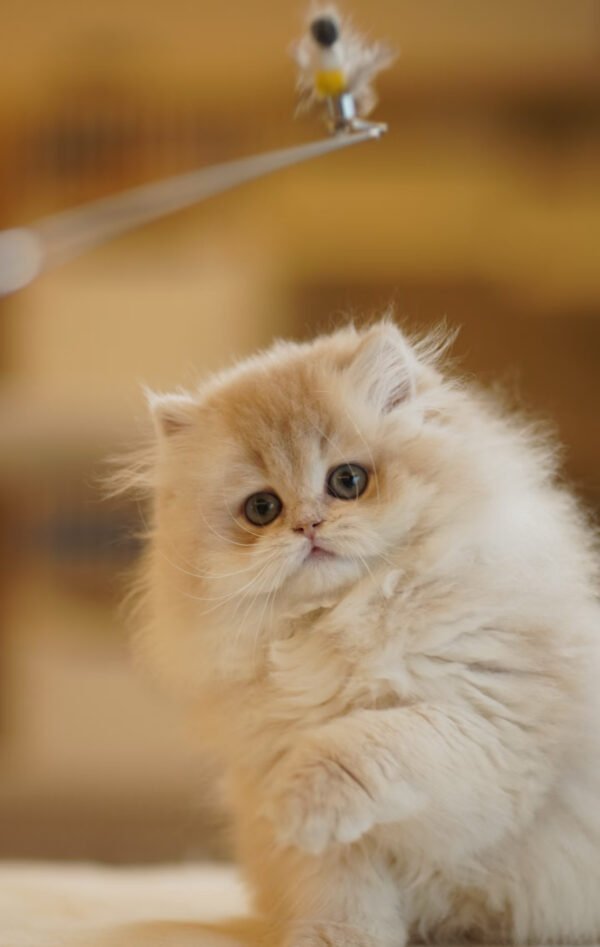 British Longhair Caramel Blue Golden Photo 3 British Longhair Caramel Blue Golden