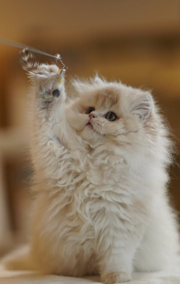 British Longhair Caramel Blue Golden Photo 4 British Longhair Caramel Blue Golden