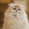 British Longhair Caramel Blue Golden Photo 5 British Longhair Caramel Blue Golden