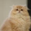 British Longhair Purple Golden Shaded (4 Months) Photo 1 British Longhair Purple Golden Shaded (4 Months)