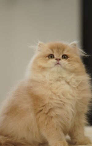 British Longhair Purple Golden Shaded (4 Months) Photo 1 British Longhair Purple Golden Shaded (4 Months)