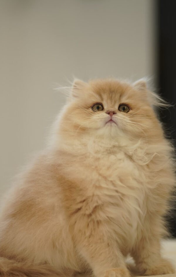 British Longhair Purple Golden Shaded (4 Months) Photo 1 British Longhair Purple Golden Shaded (4 Months)