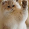 British Longhair Purple Golden Shaded (4 Months) Photo 10 British Longhair Purple Golden Shaded (4 Months)