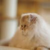British Longhair Purple Golden Shaded (4 Months) Photo 2 British Longhair Purple Golden Shaded (4 Months)