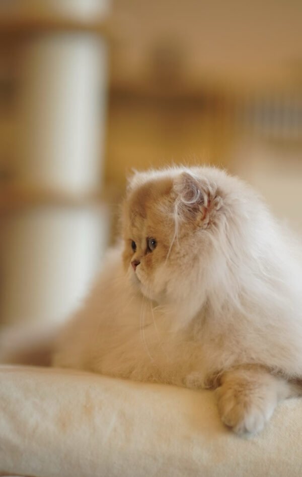 British Longhair Purple Golden Shaded (4 Months) Photo 2 British Longhair Purple Golden Shaded (4 Months)