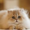 British Longhair Purple Golden Shaded (4 Months) Photo 3 British Longhair Purple Golden Shaded (4 Months)