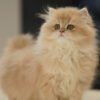 British Longhair Purple Golden Shaded (4 Months) Photo 4 British Longhair Purple Golden Shaded (4 Months)