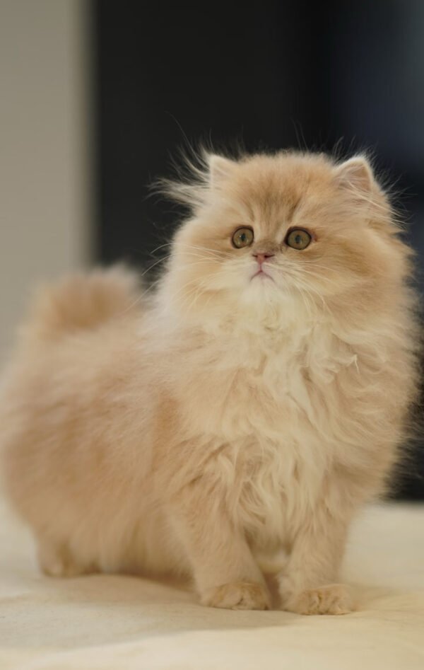 British Longhair Purple Golden Shaded (4 Months) Photo 4 British Longhair Purple Golden Shaded (4 Months)