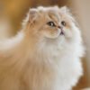 British Longhair Purple Golden Shaded (4 Months) Photo 5 British Longhair Purple Golden Shaded (4 Months)