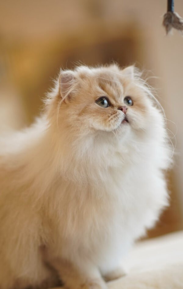 British Longhair Purple Golden Shaded (4 Months) Photo 5 British Longhair Purple Golden Shaded (4 Months)