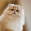 British Longhair Purple Golden Shaded (4 Months) Photo 6 British Longhair Purple Golden Shaded (4 Months)