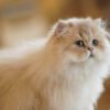 British Longhair Purple Golden Shaded (4 Months) Photo 7 British Longhair Purple Golden Shaded (4 Months)