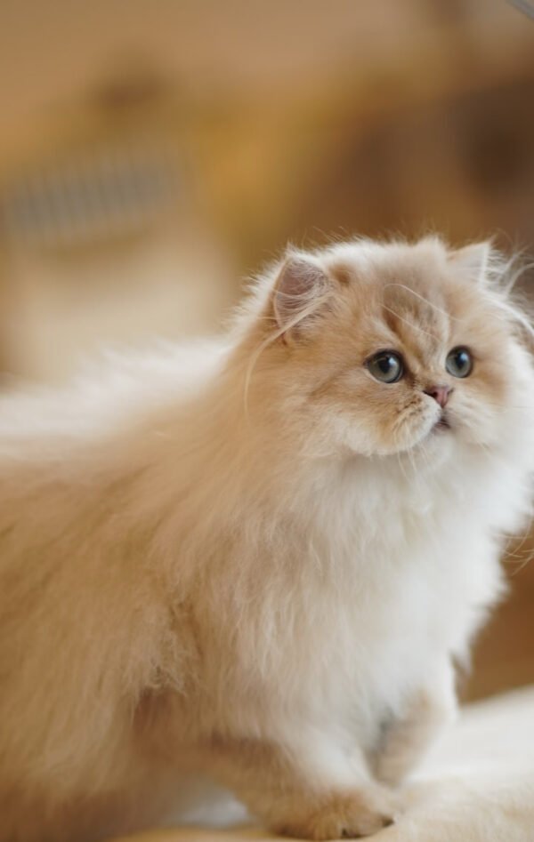 British Longhair Purple Golden Shaded (4 Months) Photo 7 British Longhair Purple Golden Shaded (4 Months)