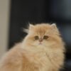 British Longhair Purple Golden Shaded (4 Months) Photo 8 British Longhair Purple Golden Shaded (4 Months)