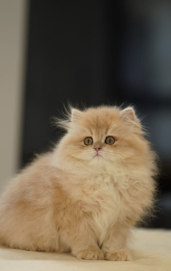 British Longhair Purple Golden Shaded (4 Months) Photo 8 British Longhair Purple Golden Shaded (4 Months)