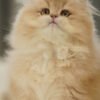 British Longhair Purple Golden Shaded (4 Months) Photo 9 British Longhair Purple Golden Shaded (4 Months)
