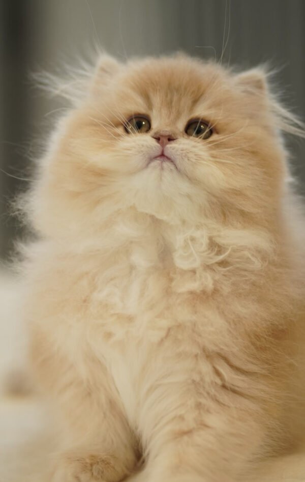 British Longhair Purple Golden Shaded (4 Months) Photo 9 British Longhair Purple Golden Shaded (4 Months)