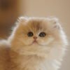 British Longhair Blue Golden Shaded Photo 1 British Longhair Blue Golden Shaded