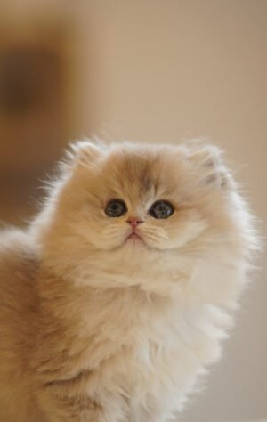 British Longhair Blue Golden Shaded Photo 1 British Longhair Blue Golden Shaded
