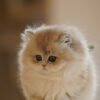 British Longhair Blue Golden Shaded Photo 2 British Longhair Blue Golden Shaded