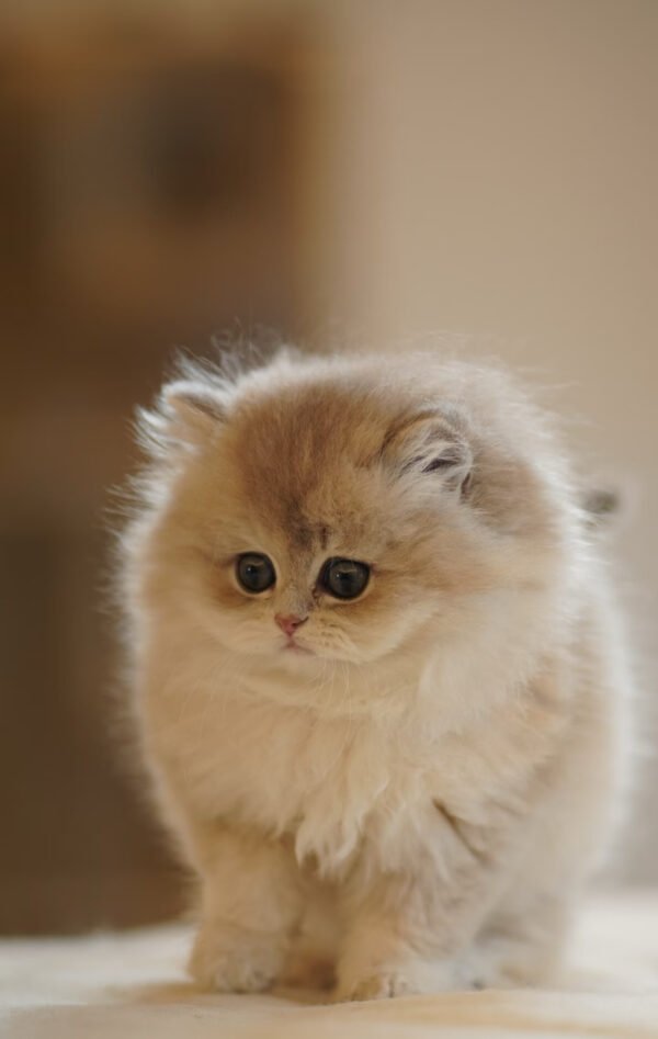 British Longhair Blue Golden Shaded Photo 2 British Longhair Blue Golden Shaded