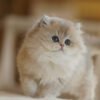 British Longhair Blue Golden Shaded Photo 3 British Longhair Blue Golden Shaded