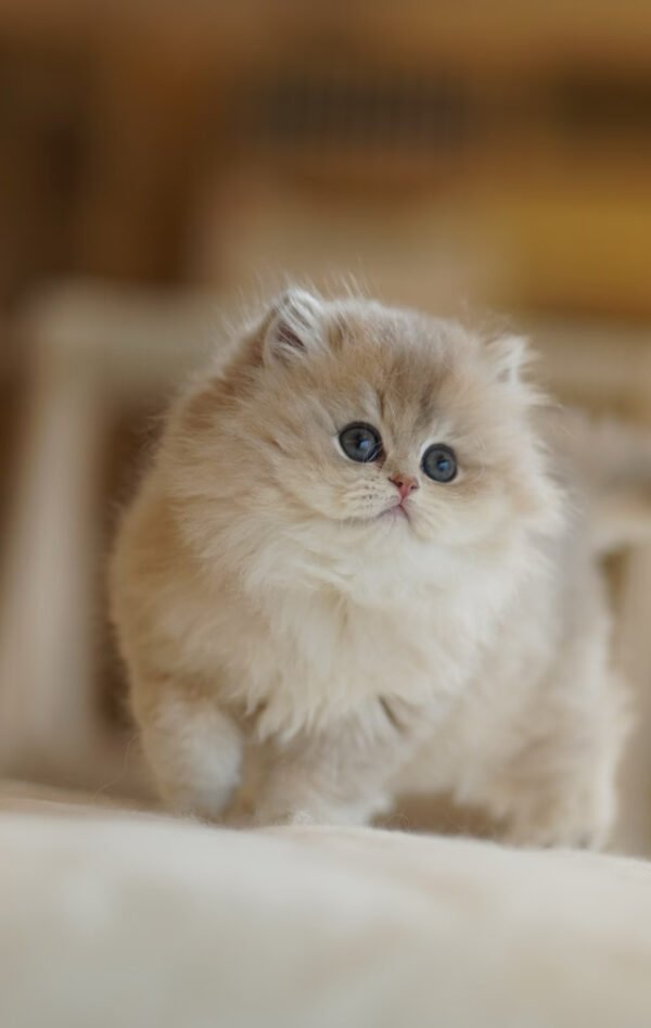 British Longhair Blue Golden Shaded Photo 3 British Longhair Blue Golden Shaded
